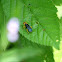 Sawfly