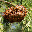 Cedar-apple rust