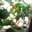 Banana Stalk Fly