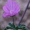 Greater Musk-mallow
