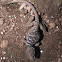 Texas collared lizard