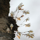 orchid