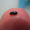 Beetle