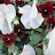 Heartsease