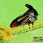 Tri Horned Planthopper