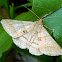 moth