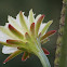 Night-flowering cactus