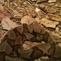Copperhead