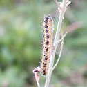 Large White (Catepillar)