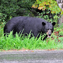 Black Bear
