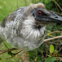 Noisy Friarbird