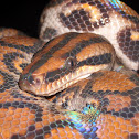 Rainbow Boa