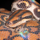 Rainbow Boa