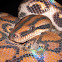 Rainbow Boa