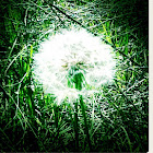 Common Dandelion
