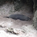 New Zealand Fur Seal