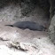 New Zealand Fur Seal