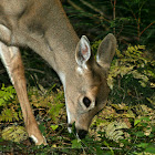 White-tailed Deer