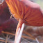 California Mushroom