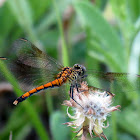 Seaside dragonlet