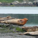 Harbor seal