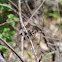 Common Whitetail Dragonfly (female)