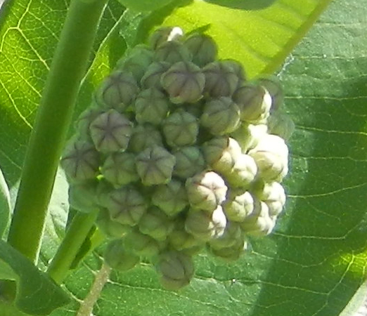 Spotting Image 1