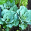 Collard greens