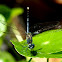 Ground Skimmer (male)