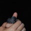 Baby Chimney Swift