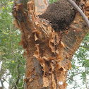 Gumbo-limbo Tree