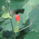 Turk's Cap Mallow