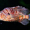 red lionfish