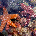 Pacific (Ochre) Sea Stars