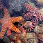 Pacific (Ochre) Sea Stars