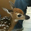 White-tailed deer