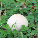 Giant Puffball