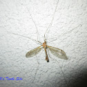 Crane Fly