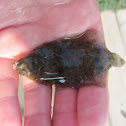Summer Flounder