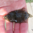 Summer Flounder