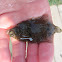 Summer Flounder