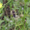 Western Leaf-footed Bug