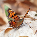 Green Comma