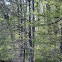 Bald Cypress