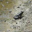 Green Frog (Male)