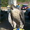 Tundra Perigrine Falcon