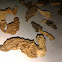 Morel