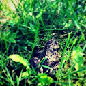 Columbia Spotted Frog