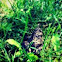 Columbia Spotted Frog