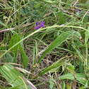 Wild onion